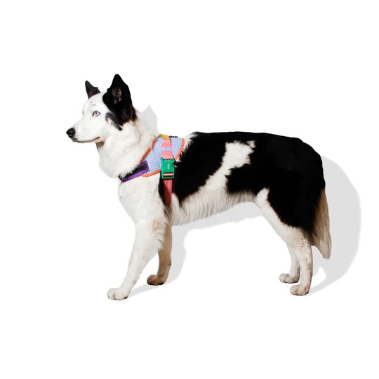 Galaxy Flyharness2